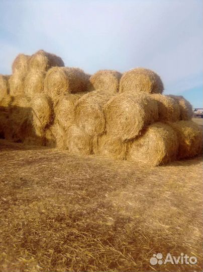 Ячменная солома.Доставка есть