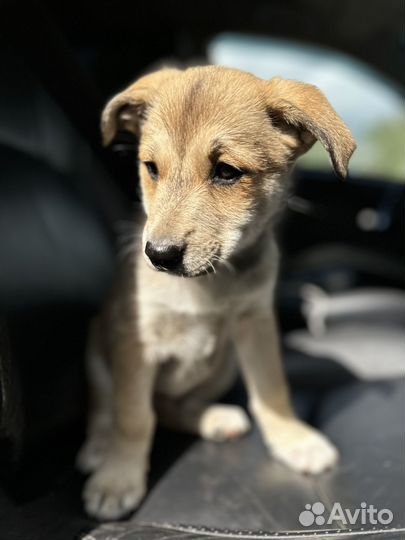 Щенок в добрые руки бесплатно