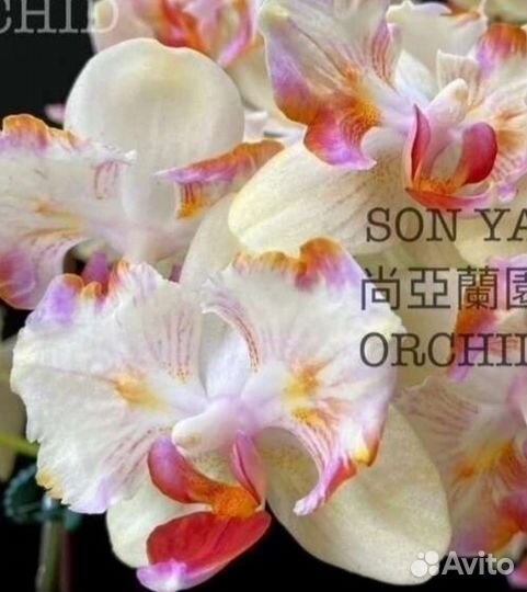 Орхидея Phal.В наличии. От Son Ja. Moon Lake