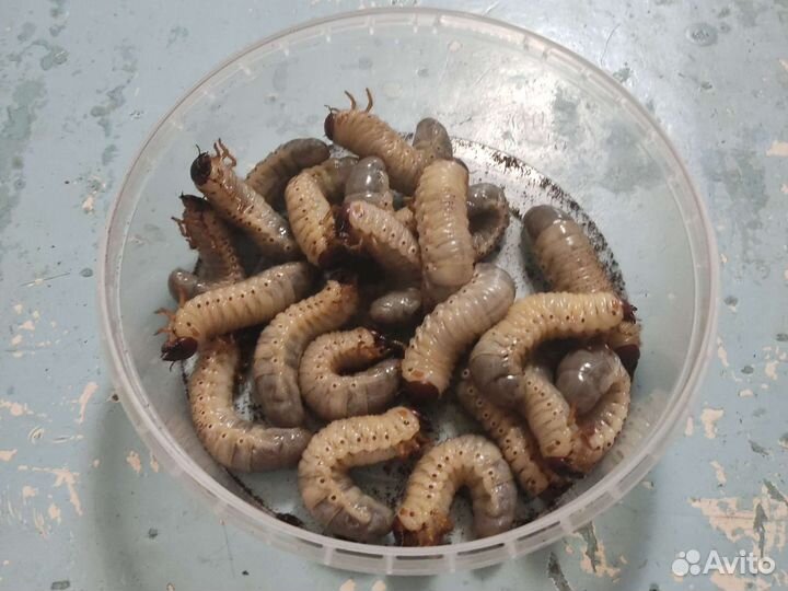 Личинка майского жука