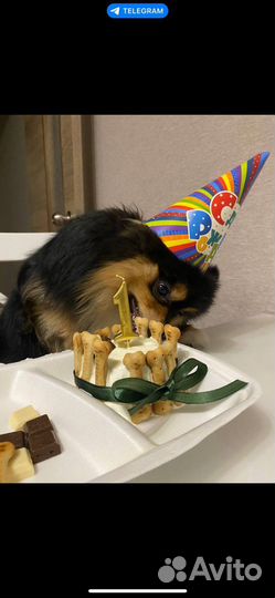 Торт для собачки