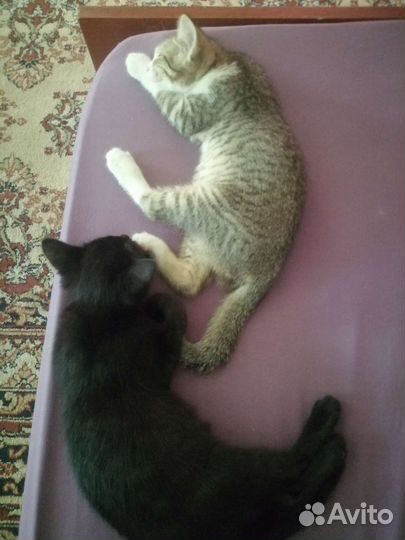 Кошка в дар бесплатно