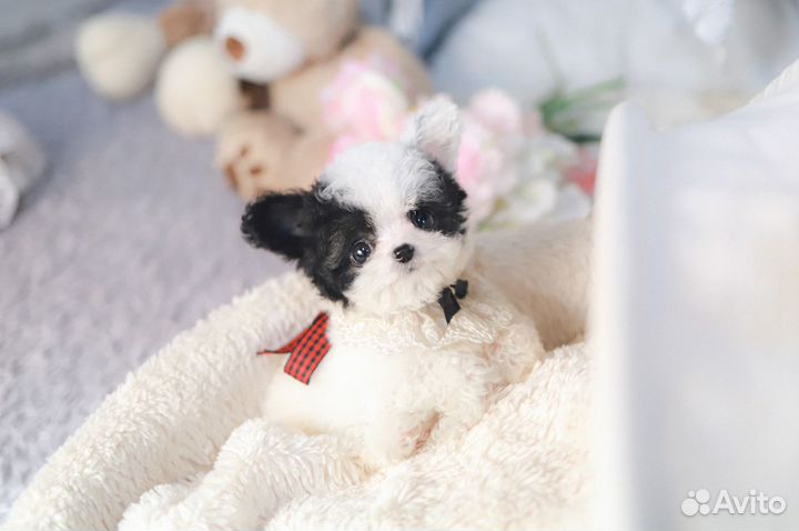 Micro пудель Корея