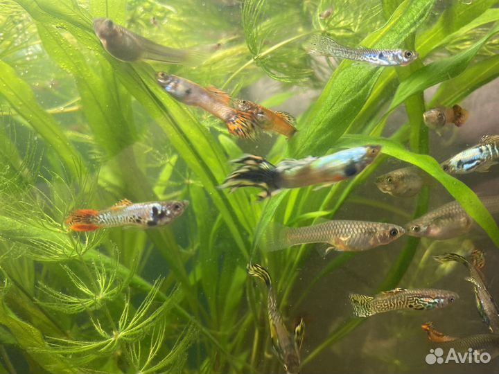 Рыбки гуппи