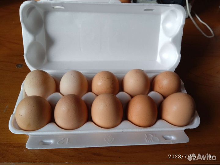 Домашние куриные яйца