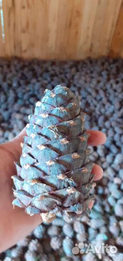 Шишки кедровые