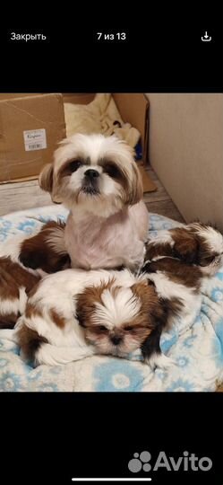 Оптом щенков шитцу