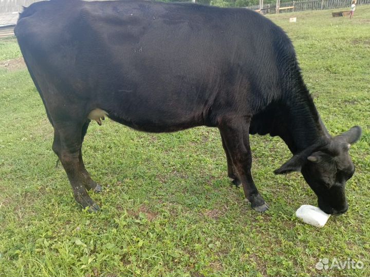 Бычки мясного направление Абердины