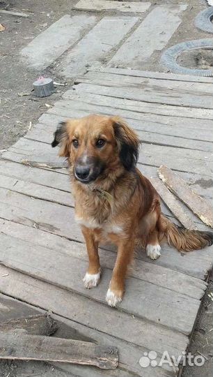 Собачки с сво