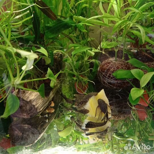 Анцик вуалевый