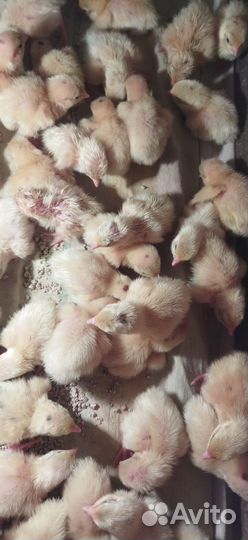 Цыплята
