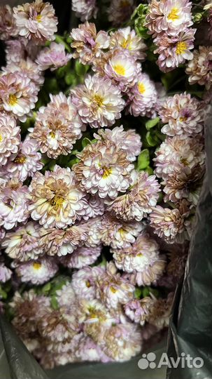 Садовые цветы