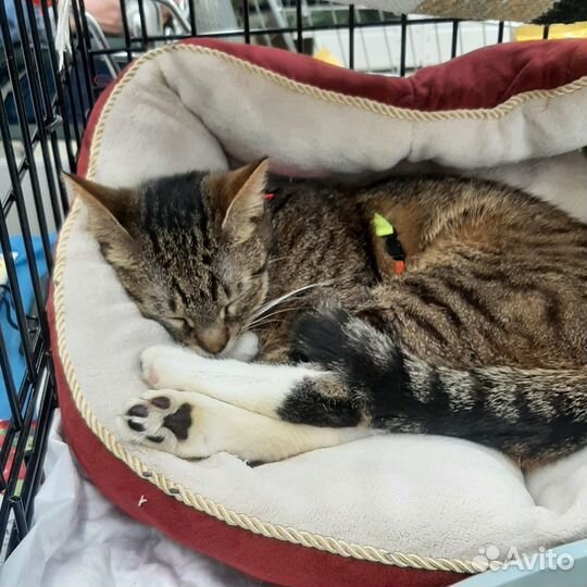 Самая нежная кошечка Мелисса