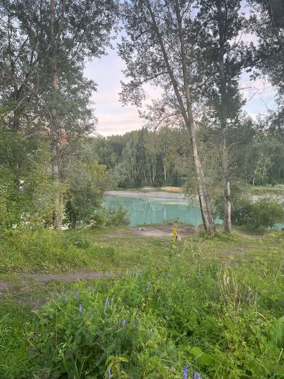 Участок 20 сот. (СНТ, ДНП)