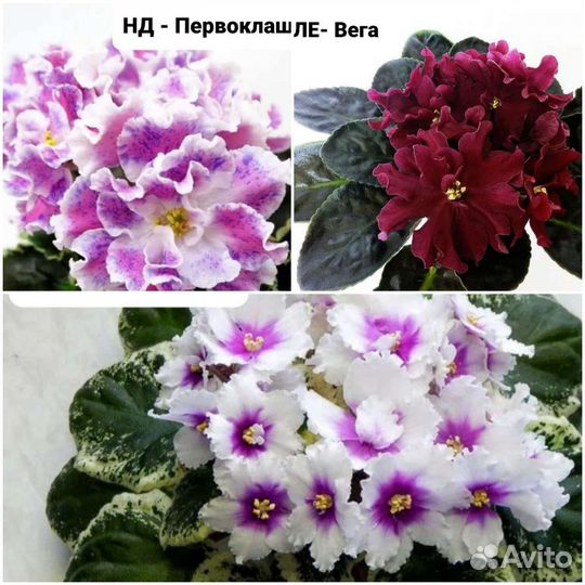 Сортовые фиалки