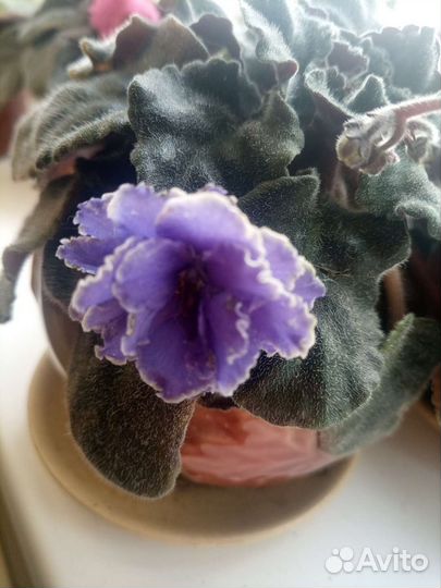 Сортовые фиалки