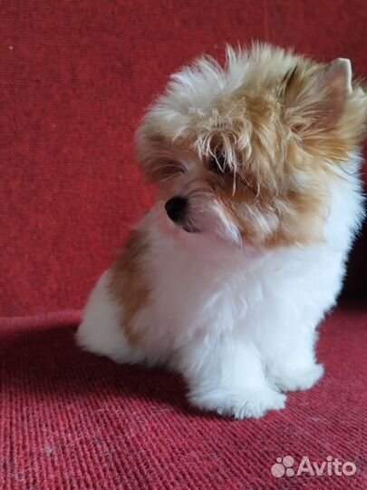 Солнечный красавчик