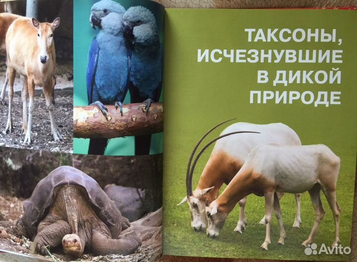 Красная Книга Земли