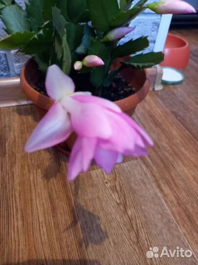 Декабрист шлюмбергера розовый