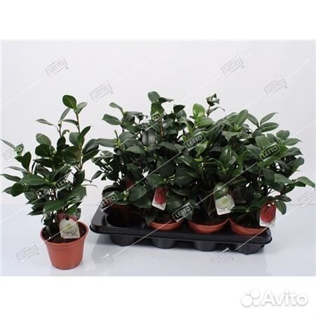 Камелия японская Camellia japonica 32/12 купить в Краснодаре | Товары ...