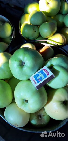 Яблоки домашние