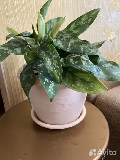 Цветок аглаонема мария