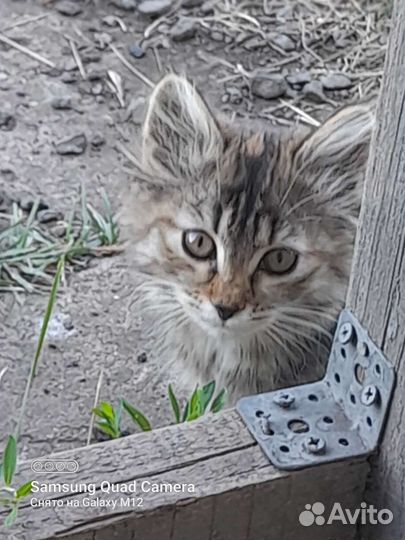 Котята в добрые руки бесплатно