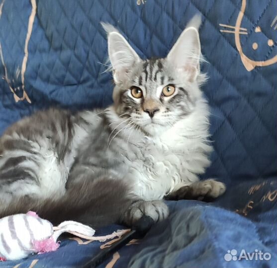 Котята мейн кун