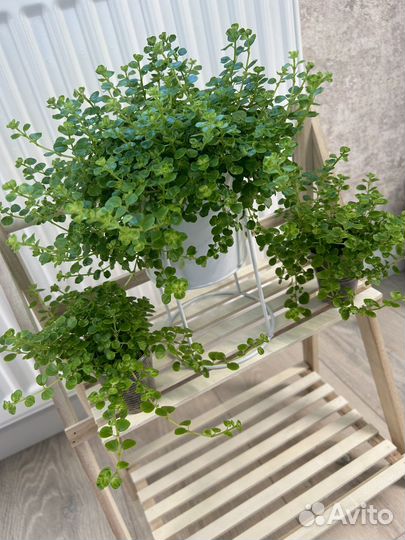 Пилея Ливанская и Депресса