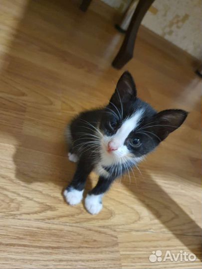 Котик в добрые руки