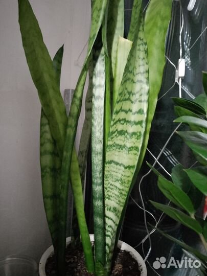 Сансевиерия