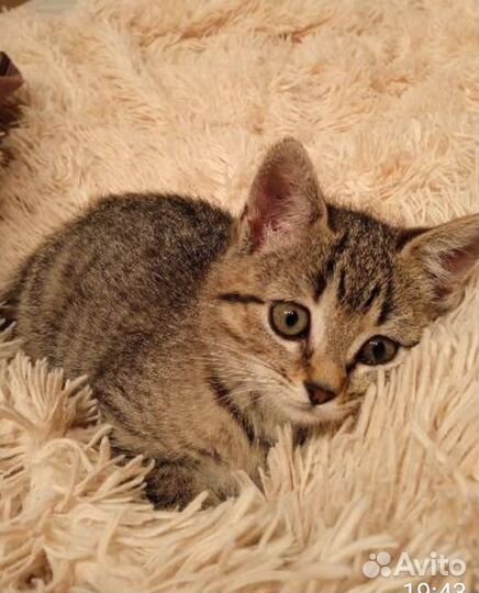 Котенок -тигренок