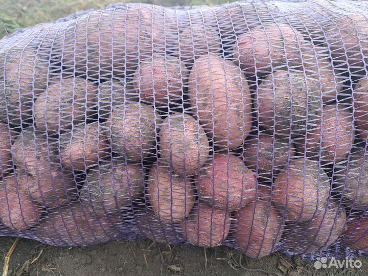 Продам картофель