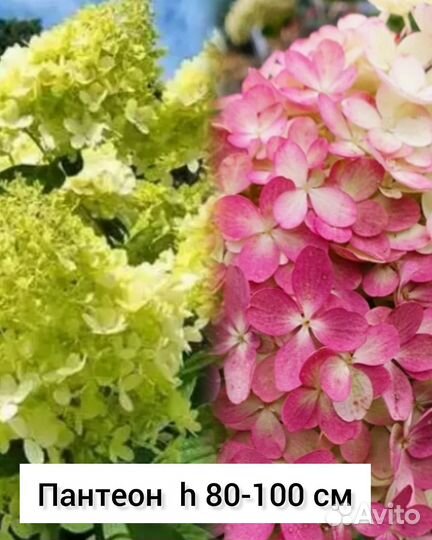 Чeренки метельчатой гортeнзии