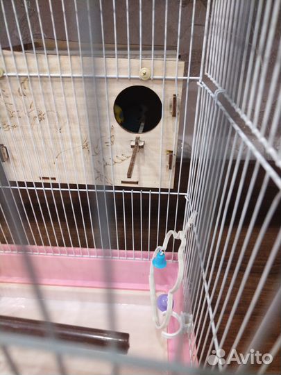 Волнистые попугаи