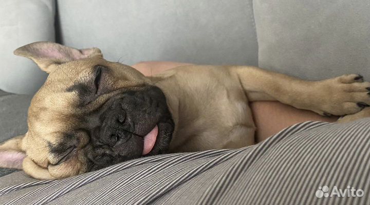 Французский бульдог