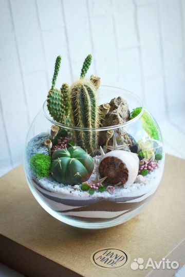 Флорариум с кактусами с доставкой в наличии