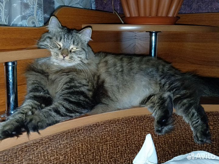 Кот в добрые руки