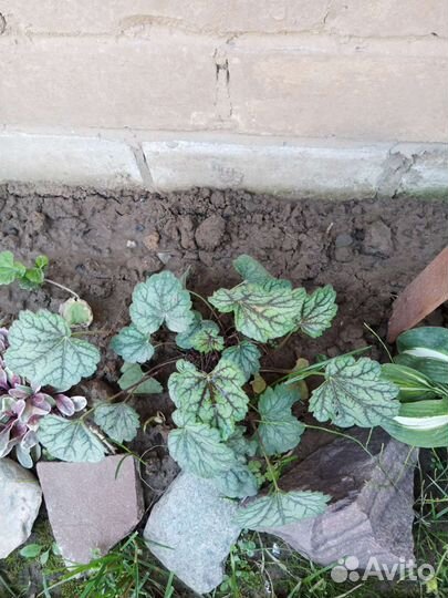 Цветы для сада