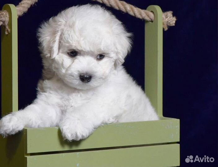 Бишон фризе щенок девочка