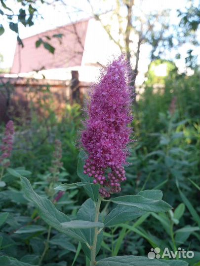 Редкие растения для сада