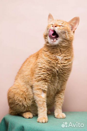 Кот кошка котенок котята рыжый в добрые руки