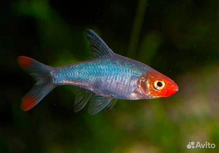 Аквариумные рыбки