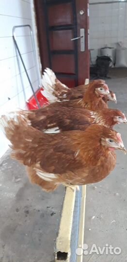 Куры несушки(оптом с доставкой)