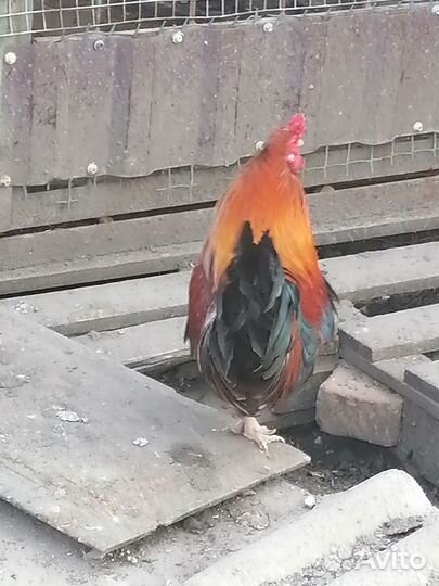 Петушки декоративные