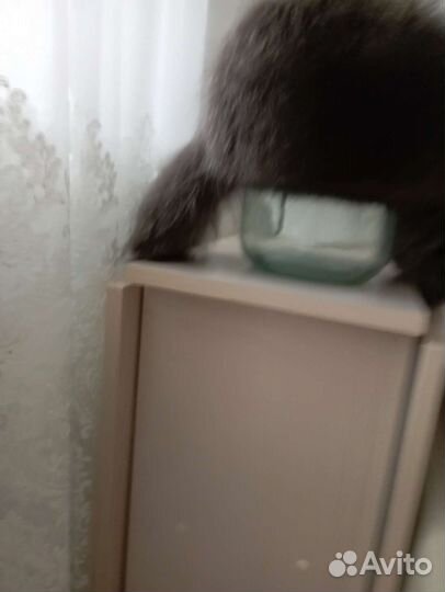 Шапка новая мужская енот размер 57