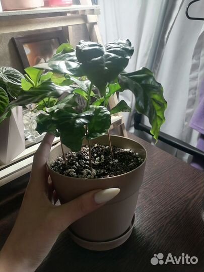 Кофейное дерево (Кофея)