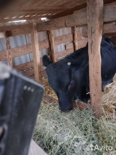 Телята бычки