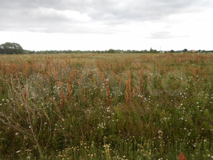 Участок 45 сот. (СНТ, ДНП)