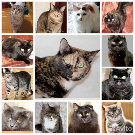 Кошки ищут дом